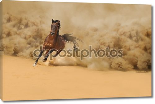 Чистокровный арабский конь в пустыне