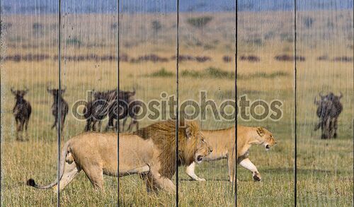 Лев и львица в прерии