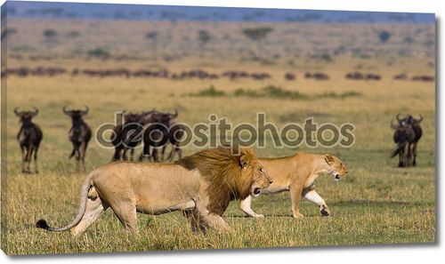 Лев и львица в прерии