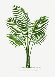 Иллюстрация XX к атласу Пальмовые деревья сделанная Дентергемом