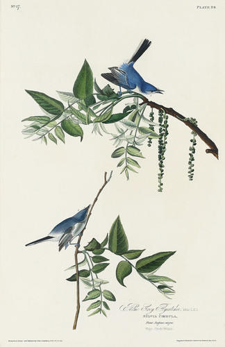 Сине-серая мухоловка