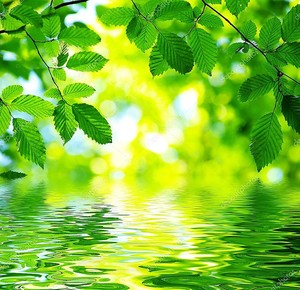 Листья над водой