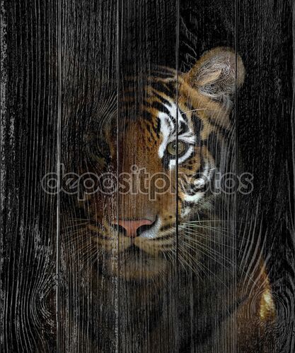 Бенгальский тигр головы