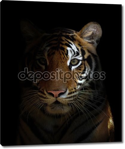Бенгальский тигр головы