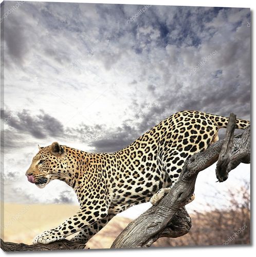 Леопард на фоне пасмурного неба