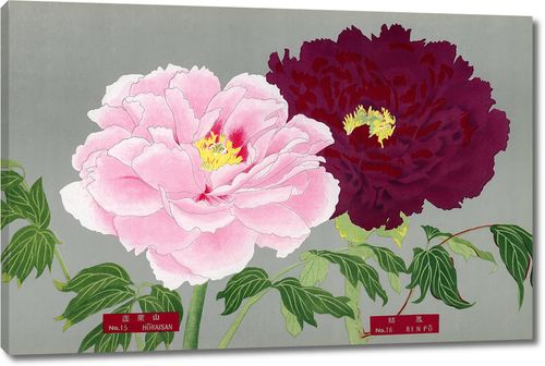 Цветы пиона в розовых и  темно бордовых тонах из Книги пионов префектуры Ниигата, Япония