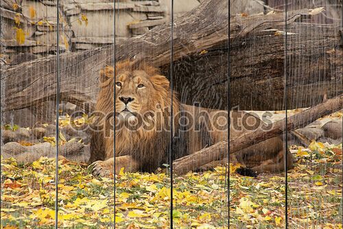 полный портрет молодого азиатского льва, лежащего на осени ba