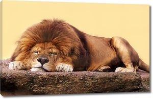 Сон льва