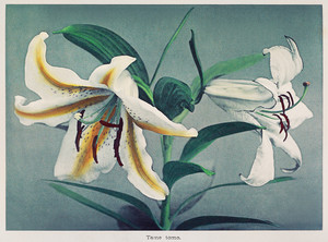Коллотипия - лилия белая