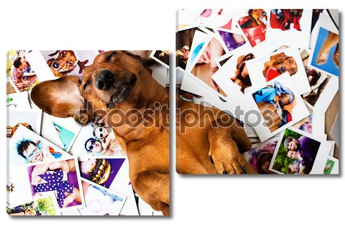 Милая собака среди фотографий