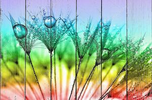 Разноцветный Одуванчик в росе