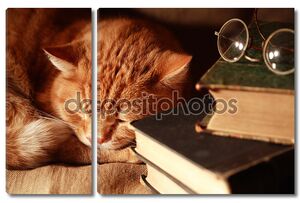Кошка и книги