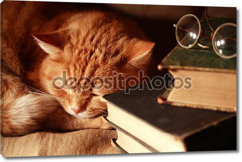 Кошка с книгами