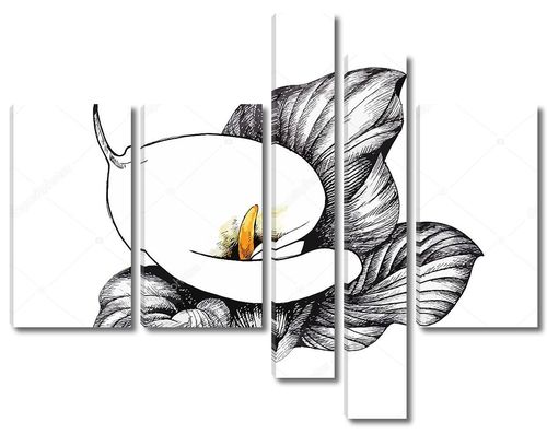 Калла Лили цветочные, черно-белые иллюстрации фона