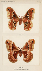 Шелкопряд Прометея из коллекции мотыльков и бабочек Соединенных Штатов Шермана Дентона