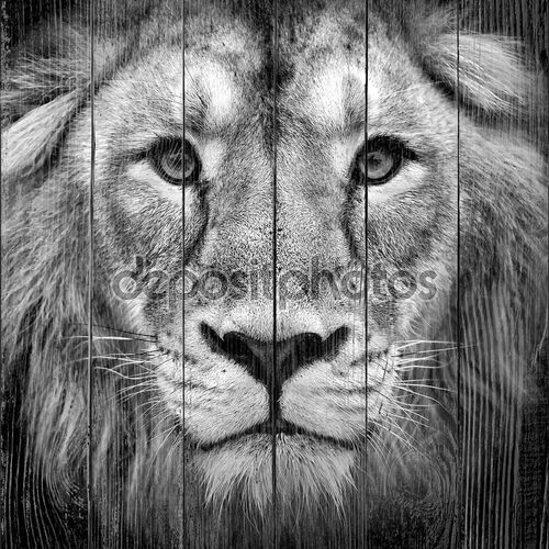 Черно-белый портрет  азиатского Льва