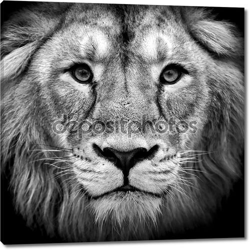 Черно-белый портрет  азиатского Льва