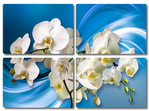 Орхидеи на голубом