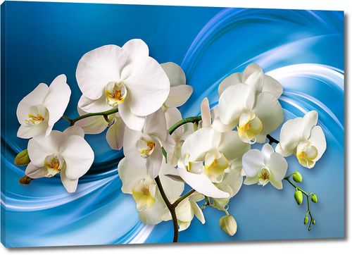 Орхидеи на голубом