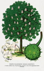 Каштан - иллюстрация из Ботанической Энциклопедии