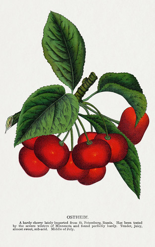 Вишня на ветке - иллюстрация из Ботанической Энциклопедии