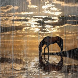 Аравийская лошадь у воды на закате