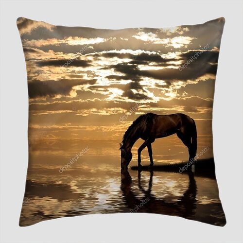 Аравийская лошадь у воды на закате
