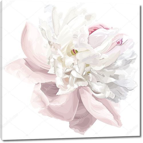 Белый цветок пиона