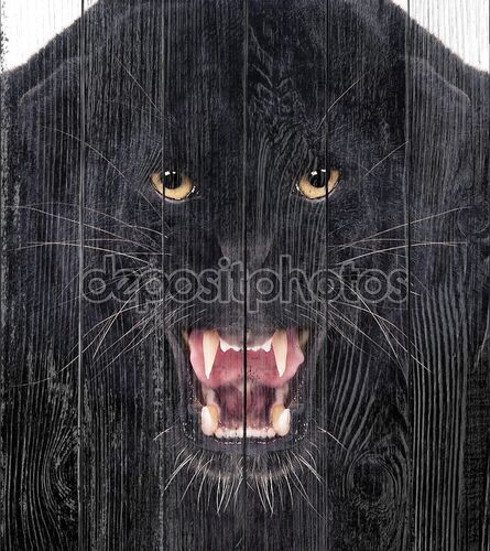 Черный леопард с открытой пастью