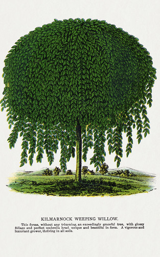 Плачущая ива - иллюстрация из Ботанической Энциклопедии