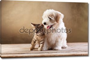 Лучшие друзья - котенок и малые Пушистая собака