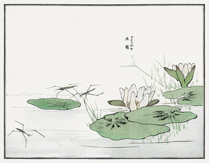 Иллюстрация из Чуруи Гафу -водяные кувшинки