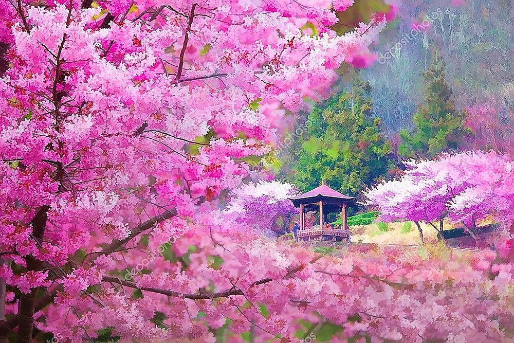 Тулун сакура. Вишневое дерево на рабочий стол. Рисунок японский сад с деревьями сакурой. В цвету Сакуры картина мазки. Сакура волны.
