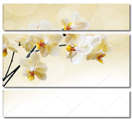 Красивая белая орхидея с желтыми серединками