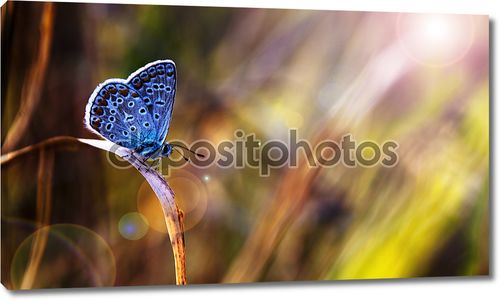 Красивая голубая бабочка в закат
