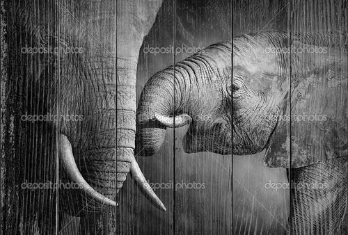 Слоновья любовь