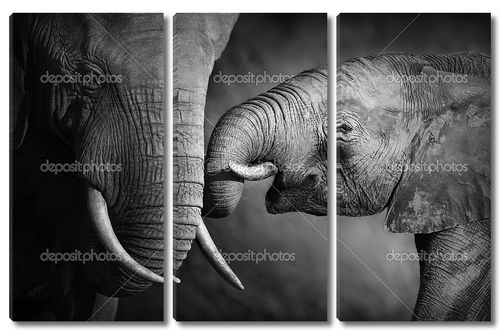 Слоновья любовь