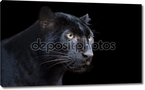 Красивая черная пантера на темном фоне