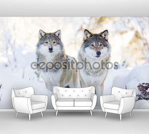 Два волка в холодный зимний лес
