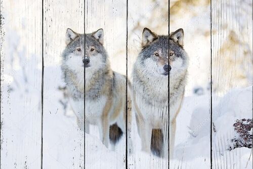 Два волка в холодном зимнем лесу