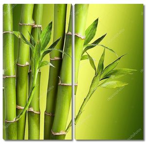 Свежий бамбук