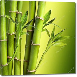 Свежий бамбук