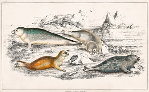 Коллекция различных тюленей из Истории Земли и одушевленной природы Оливера Голдсмита