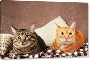 Two cats on blanket