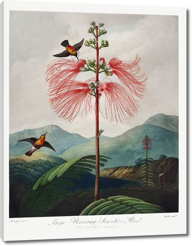 Крупное - Цветущее Чувствительное растение из Храма Флоры Роберта Торнтона