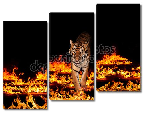 Тигр в пылающий огонь