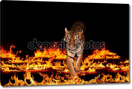 Тигр в пылающий огонь