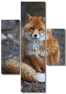 Полная длина Портрет мужчины позируют red fox в естественной среде.