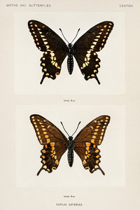 Черный ласточкин хвост из коллекции мотыльков и бабочек Соединенных Штатов Шермана Дентона