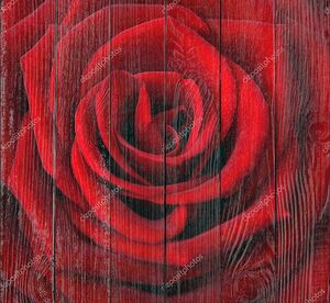 Бутон красной розы крупным планом